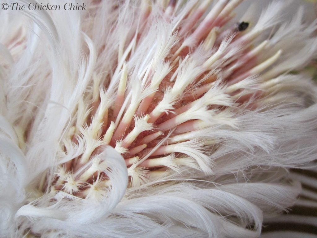 Newly emerging feathers, called pin feathers, have a vein-filled shaft which is very sensitive and will bleed if cut or injured. Chickens prefer not to be handled during a molt because it can be quite painful, so it stands to reason that a sweater pressing on sensitive, emerging pin feathers is painful proposition, at best. Newly emerging feathers, called pin feathers, have a vein-filled shaft which is very sensitive and will bleed if cut or injured. Chickens prefer not to be handled during a molt because it can be quite painful, so it stands to reason that a sweater pressing on sensitive, emerging pin feathers is painful proposition, at best.