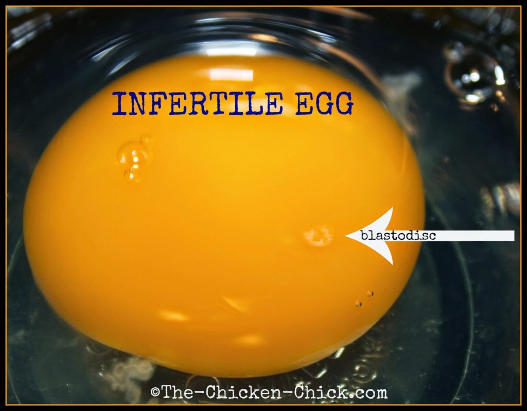Fascinating Facts about Eggs, Including an EggLaying VIDEO!