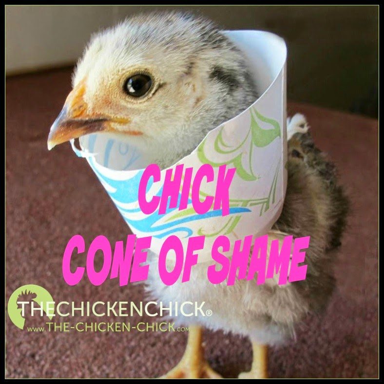 Picking can run rampant in a brooder, resulting in serious injuries and death, so it’s critical to control the factors that cause picking and address injuries urgently. Picking can run rampant in a brooder, resulting in serious injuries and death, so it’s critical to control the factors that cause picking and address injuries urgently.