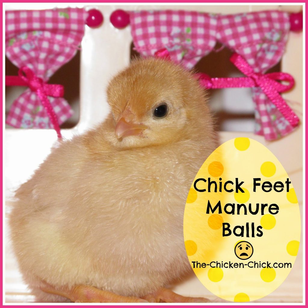 When baby chicks need a pedicure When baby chicks need a pedicure