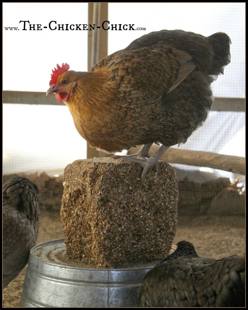 Turn a galvanized basin over and place a store bought Flock Block on top to keep it cleaner. One Flock Block will last my flock of ~50 chickens approximately 10 days. As always, remove all food from the run after the flock has gone to roost to avoid attracting rodents. Turn a galvanized basin over and place a store bought Flock Block on top to keep it cleaner. One Flock Block will last my flock of ~50 chickens approximately 10 days. As always, remove all food from the run after the flock has gone to roost to avoid attracting rodents.