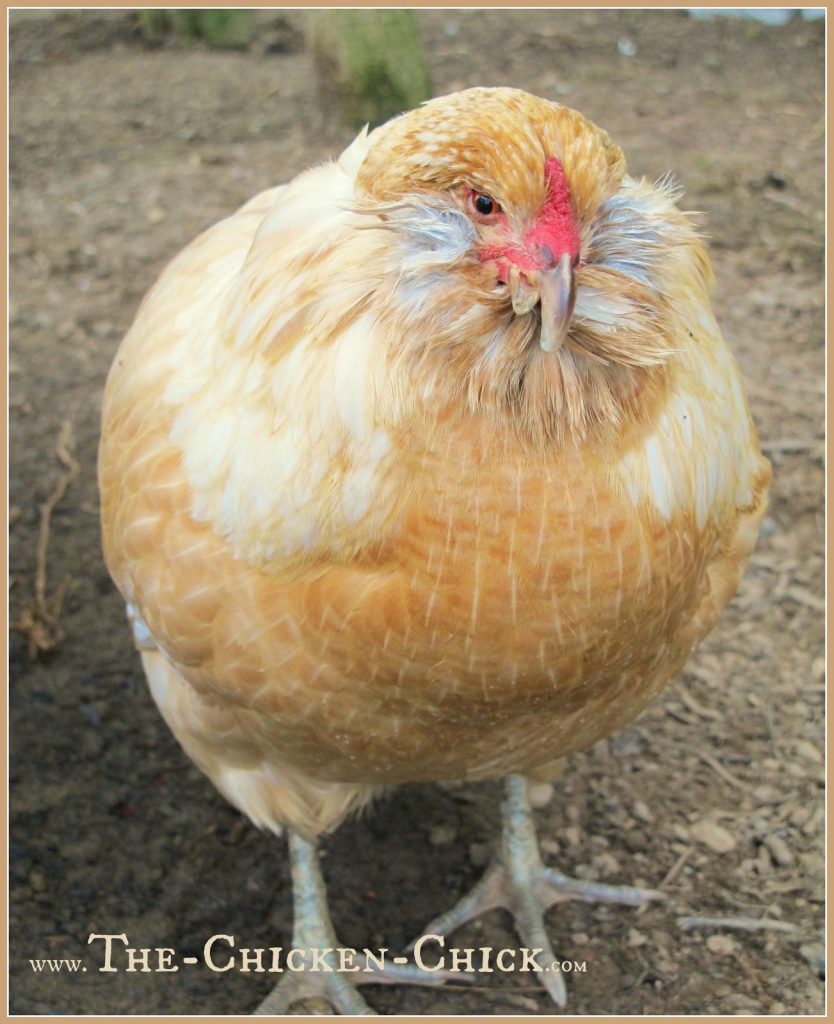 This is Esther, a 4 year old Easter Egger who was put to sleep by her vet. Necropsy revealed that she had extensive reproductive cancer. This is Esther, a 4 year old Easter Egger who was put to sleep by her vet. Necropsy revealed that she had extensive reproductive cancer.