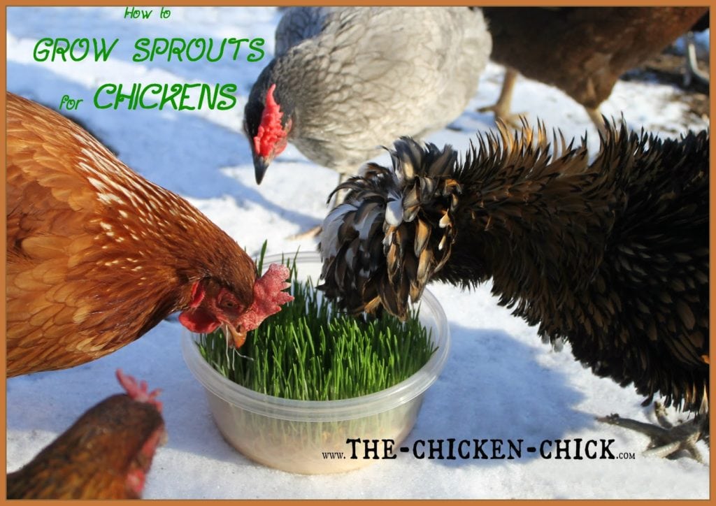 20+ Winter Boredom Busters for Backyard Chickens! The Chicken Chick®