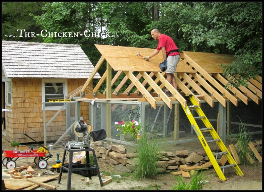 Cover the chicken run. Seriously. Covering the chicken run allows the chickens to utilize the outdoor space in inclement weather. Roofing protects the flock from aerial predators while in the run. Netting secured to the top of the run will provide raptor protection, but won’t help keep the flock dry and busy in the rain and snow. Cover the chicken run. Seriously. Covering the chicken run allows the chickens to utilize the outdoor space in inclement weather. Roofing protects the flock from aerial predators while in the run. Netting secured to the top of the run will provide raptor protection, but won’t help keep the flock dry and busy in the rain and snow.