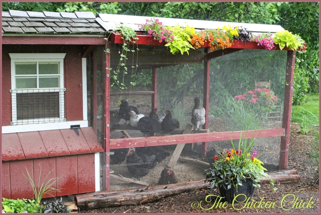 Chicken Coop Design Essentials, Details and Luxuries Guide