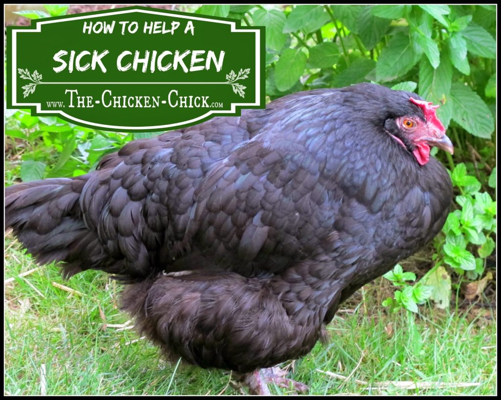 Finding a trained poultry veterinarian or any vet who will agree to treat chickens is extremely difficult, if not impossible and nothing leaves a chicken keeper feeling more helpless than not knowing how to help a sick flock member. This article addresses the basic guidelines to follow for caring for a sick chicken. Finding a trained poultry veterinarian or any vet who will agree to treat chickens is extremely difficult, if not impossible and nothing leaves a chicken keeper feeling more helpless than not knowing how to help a sick flock member. This article addresses the basic guidelines to follow for caring for a sick chicken.