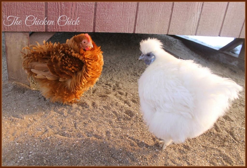 Chicken Coop Design Essentials, Details and Luxuries Guide
