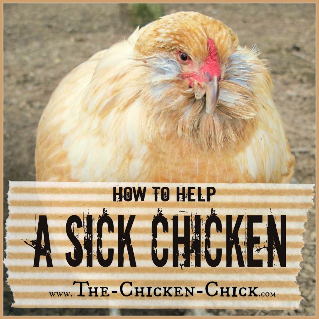 Your Guide on How to Help a Sick Chicken The Chicken Chick®