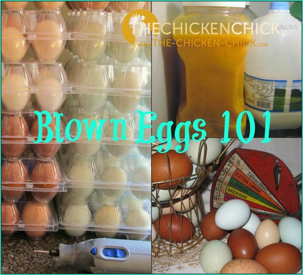 Do It Yourself How to Freeze Fresh Eggs The Chicken Chick