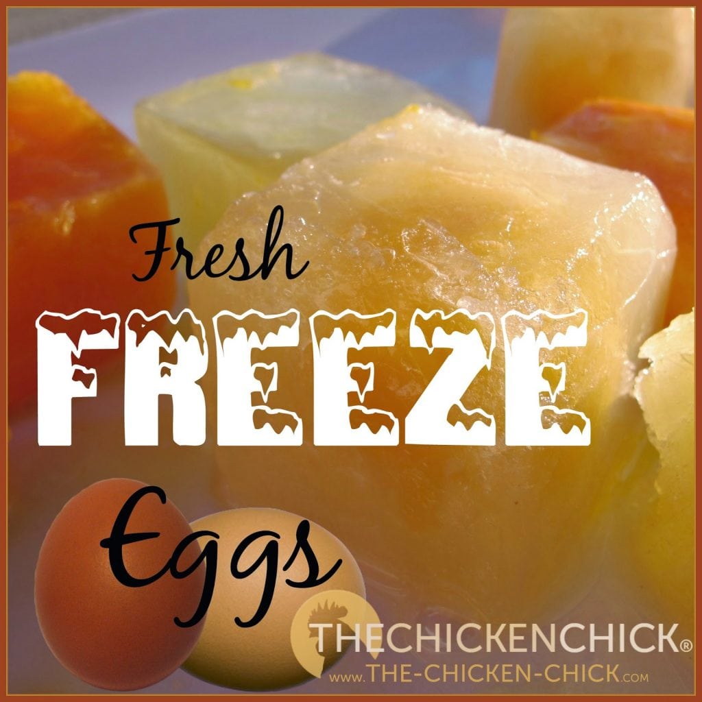 Do It Yourself How to Freeze Fresh Eggs The Chicken Chick