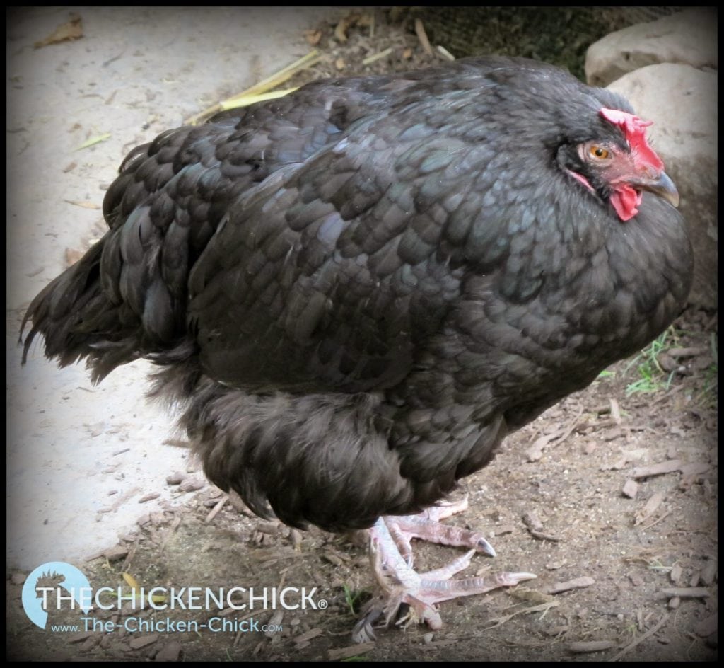 Salpingitis Clinical Signs Birds showing signs of salpingitis include birds with a “Penguin Stance” due to abdominal swelling, abdominal firmness upon palpation, labored breathing (as material increases in the oviduct, it replaces the area for birds to expand their airsacs and also presses on other abdominal organs), decreased egg production, eggs with abnormal shape, wrinkles in the shells, thin watery albumen in the egg, laying of soft-shelled and “lash” eggs, lethargy, and death. Salpingitis Clinical Signs Birds showing signs of salpingitis include birds with a “Penguin Stance” due to abdominal swelling, abdominal firmness upon palpation, labored breathing (as material increases in the oviduct, it replaces the area for birds to expand their airsacs and also presses on other abdominal organs), decreased egg production, eggs with abnormal shape, wrinkles in the shells, thin watery albumen in the egg, laying of soft-shelled and “lash” eggs, lethargy, and death.