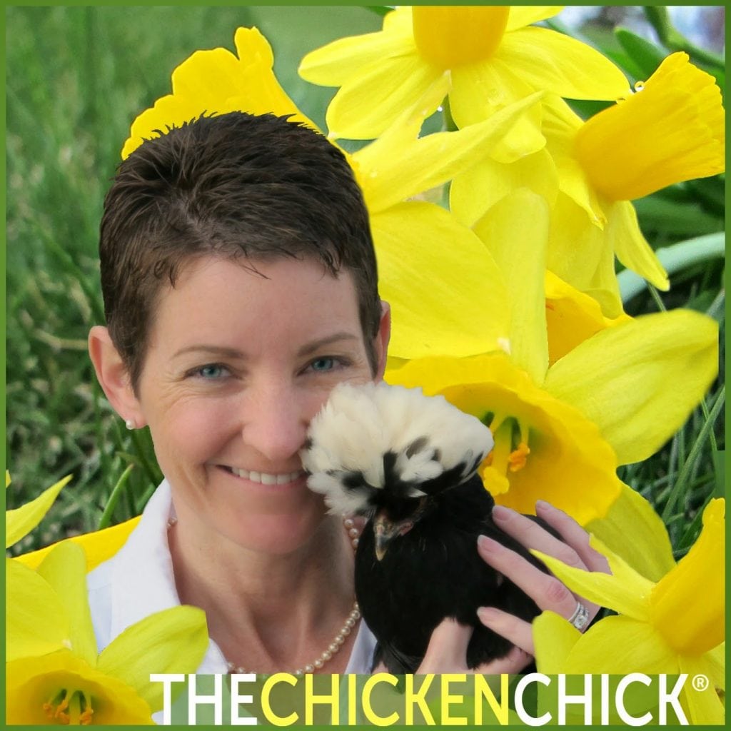 Backyard Chickens & Avian Influenza What to Do About Bird Flu