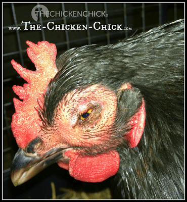 Regardless of flock size or ownership, when avian influenza is confirmed, the birds that have not already died from the virus are euthanized. Regardless of flock size or ownership, when avian influenza is confirmed, the birds that have not already died from the virus are euthanized.