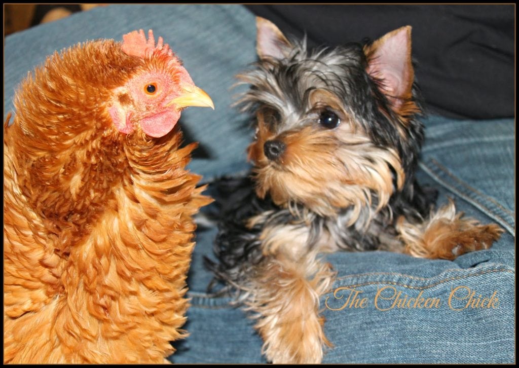 My new Yorkie puppy, Milo, met Rachel for the first time recently. Milo wanted to play. Rachel...not so much. My new Yorkie puppy, Milo, met Rachel for the first time recently. Milo wanted to play. Rachel...not so much.