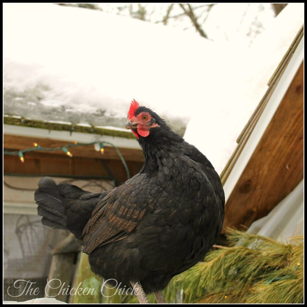 The breed of this hen remains a mystery- she's definitely a mix of Black Copper Marans, but I'm not sure who the other parent was. The breed of this hen remains a mystery- she's definitely a mix of Black Copper Marans, but I'm not sure who the other parent was.