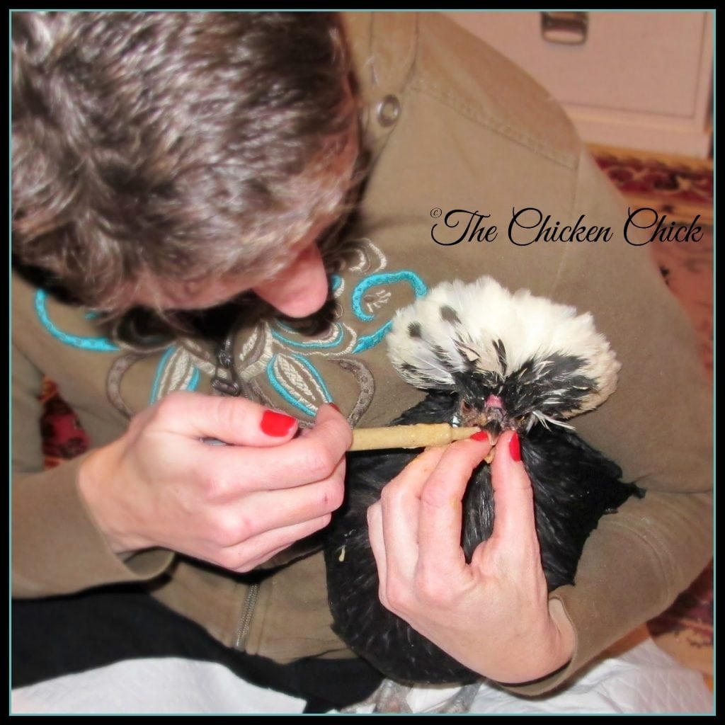 How to Care for an Injured Chicken The Chicken Chick®