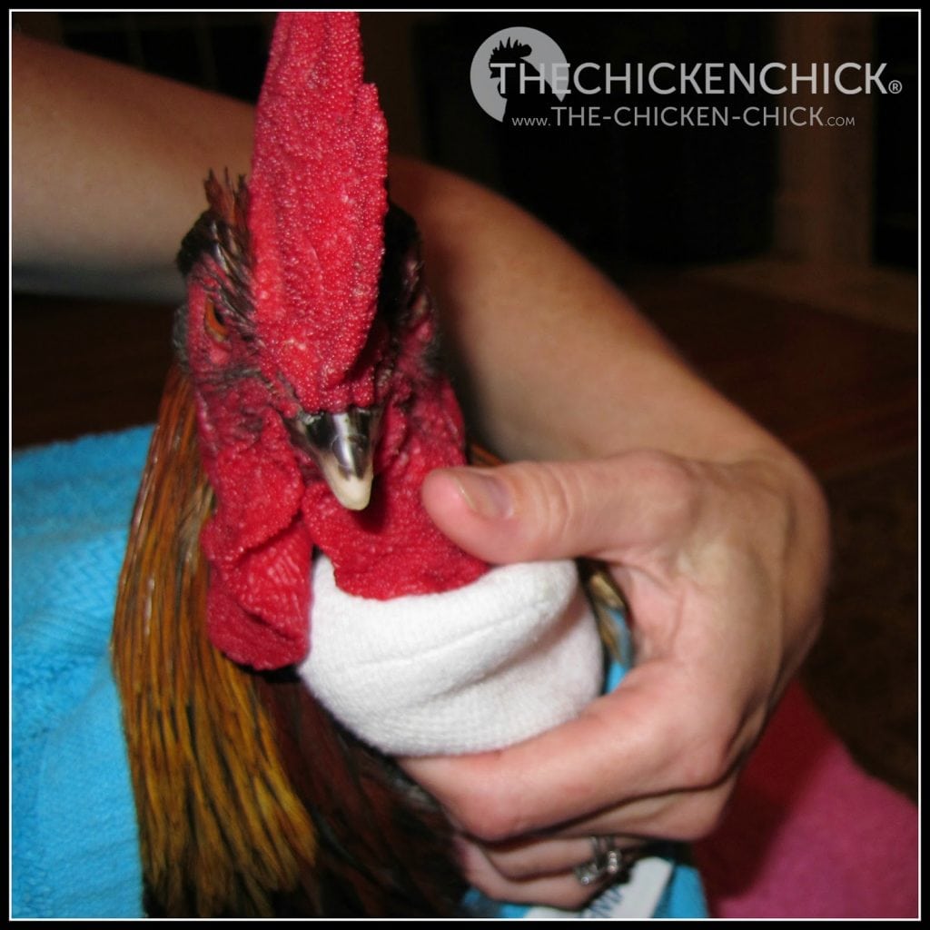 How to Care for an Injured Chicken The Chicken Chick®