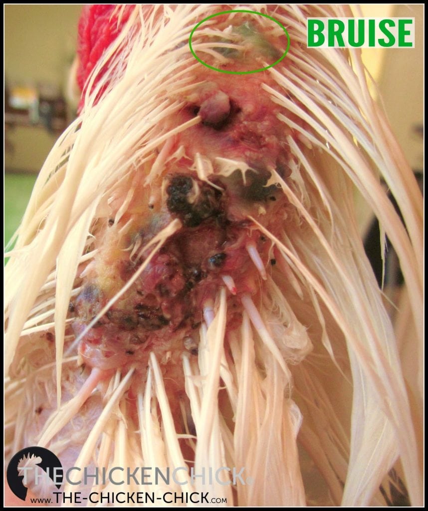 Bruising on a chicken's skin is green. Martha's feathers had hidden her pecking injuries for several days as evidenced by the bruising shown in this photo. Bruising on a chicken's skin is green. Martha's feathers had hidden her pecking injuries for several days as evidenced by the bruising shown in this photo.
