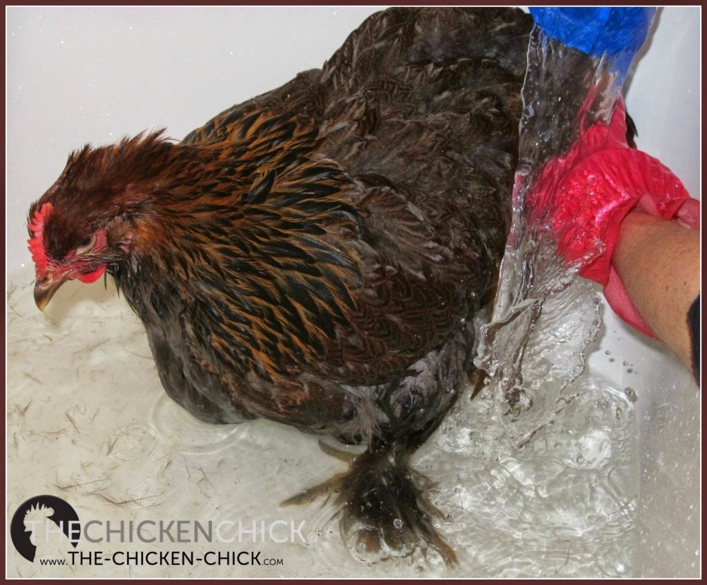 How to Care for an Injured Chicken The Chicken Chick®