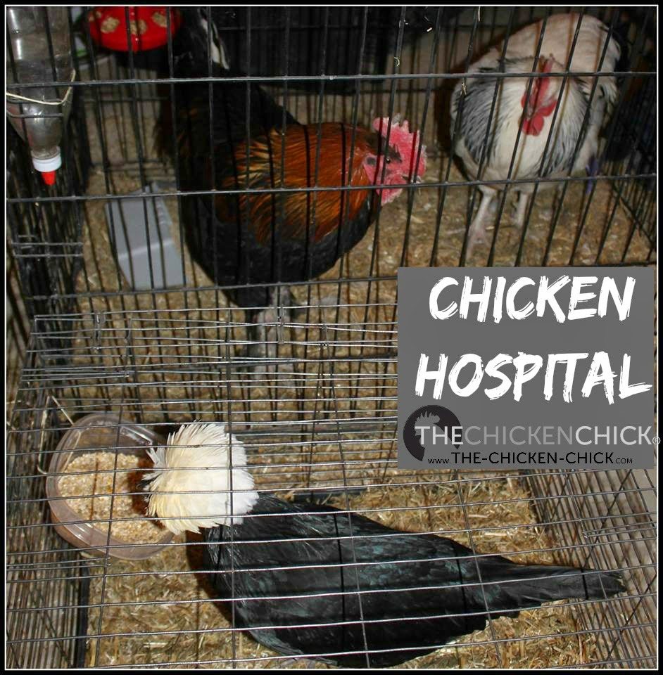How to Care for an Injured Chicken The Chicken Chick®
