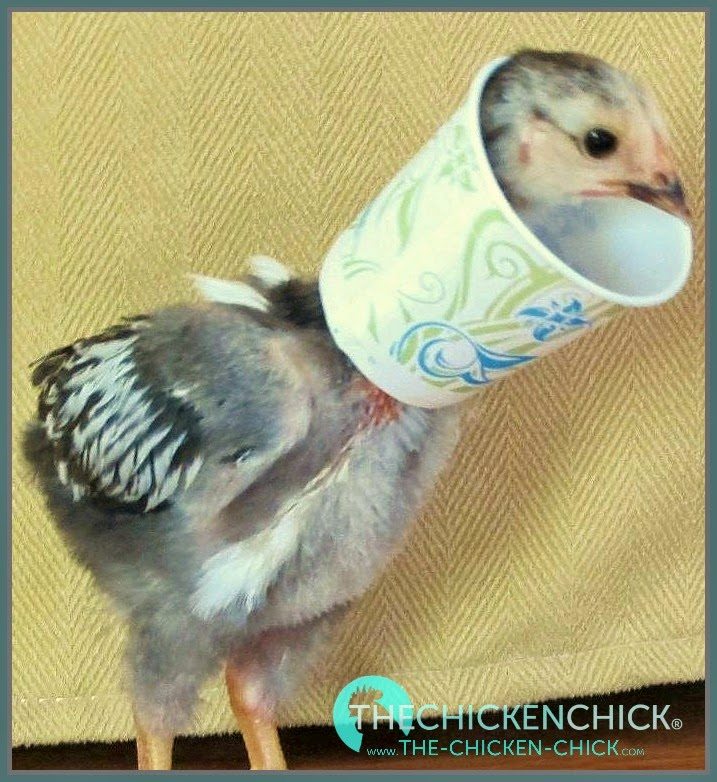 Chick Picking Causes, Prevention & Solutions The Chicken Chick®