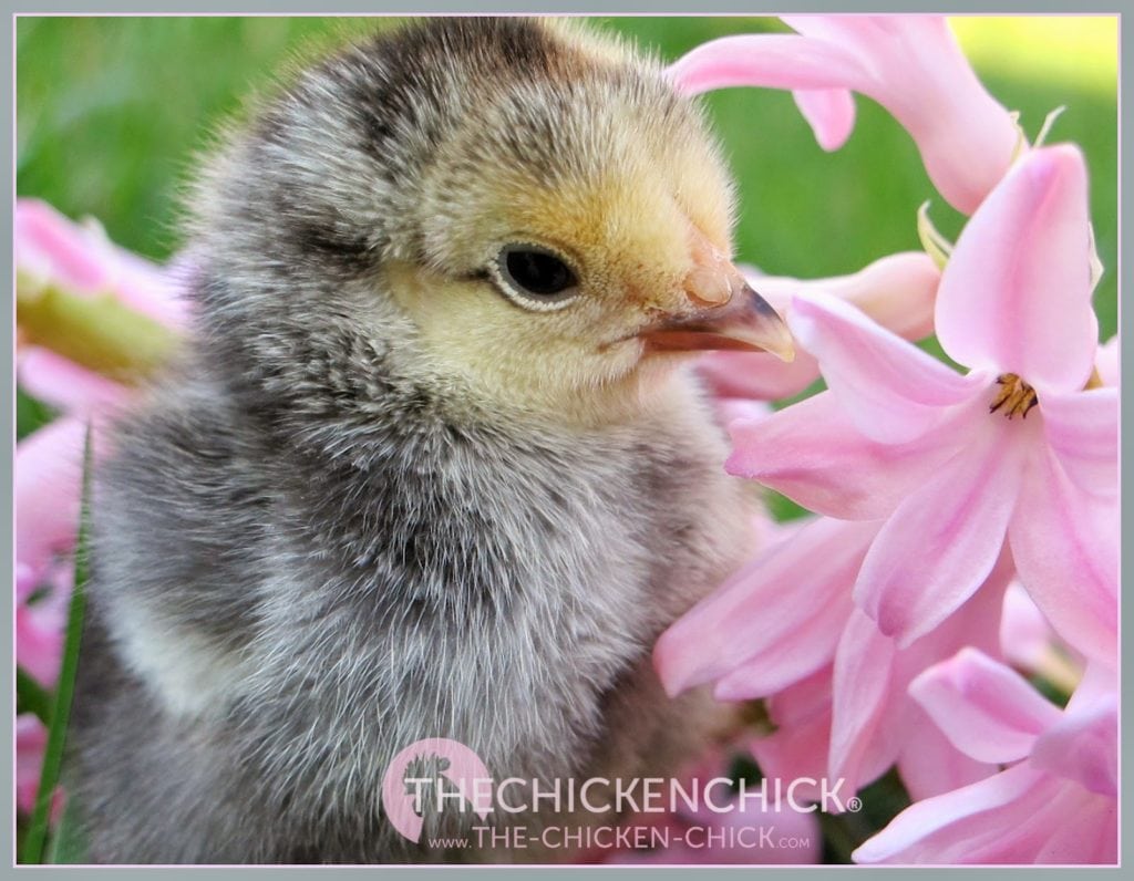 Chick picking Causes Prevention & Solutions via The Chicken Chick® Chick picking Causes Prevention & Solutions via The Chicken Chick®