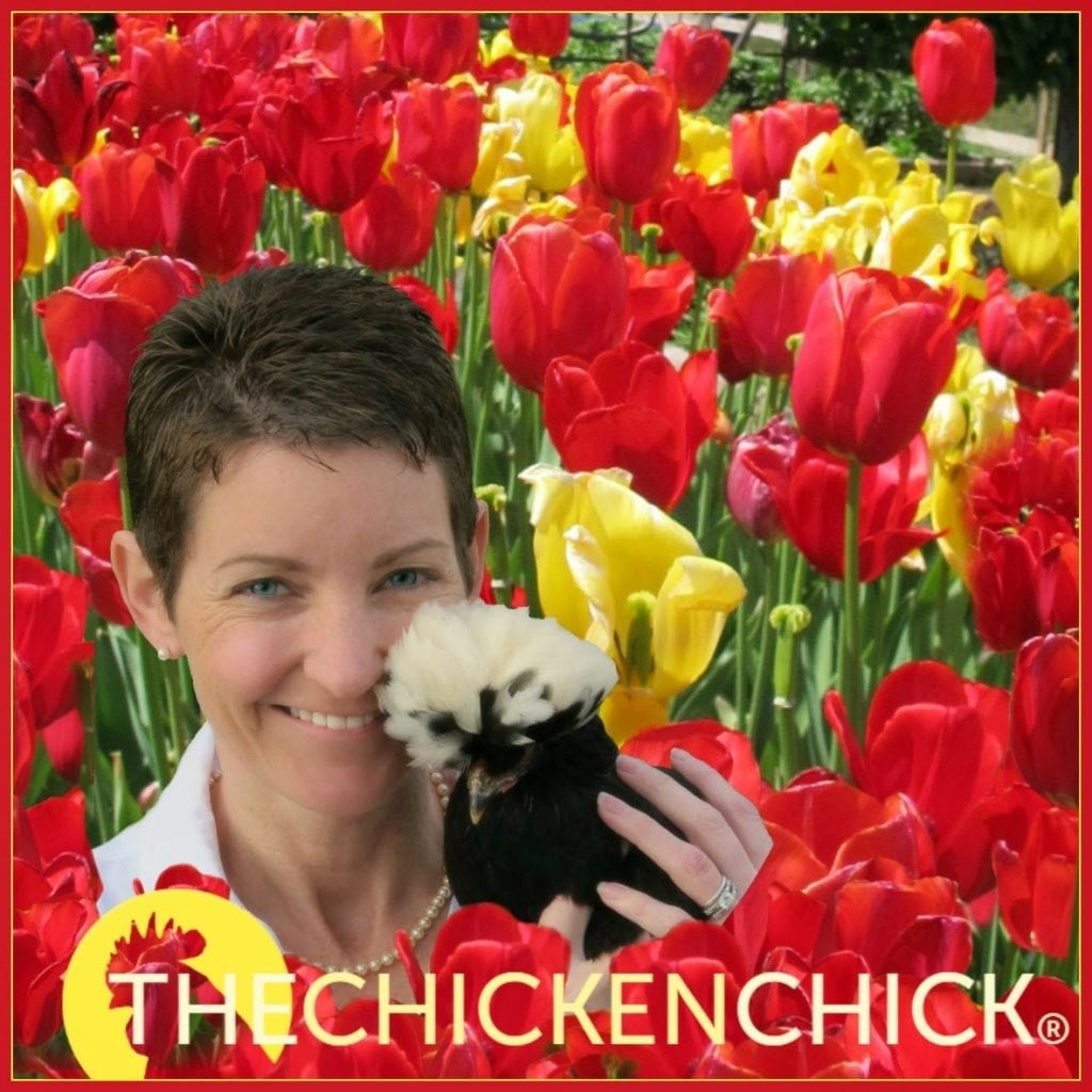 Hardware Disease in Backyard Chickens The Chicken Chick®