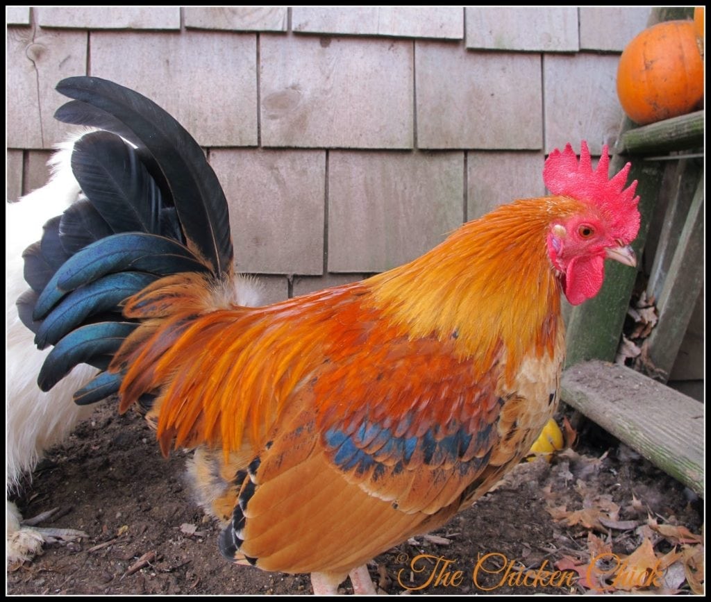I thought I'd use this week's Flock Focus Friday to celebrate my beautiful boys at Blazing Trails Farm! I've got a major beef with the negative perceptions perpetrated by many rooster detractors. Until I began keeping chickens myself, I didn't realize that roosters are no noisier than barking dogs and while it's true that a rooster may crow at daybreak or in the middle of the night if disturbed, those noises are easily eliminated by either sound and light-proofing the coop or by bringing the rooster into another interior space (garage, basement). I thought I'd use this week's Flock Focus Friday to celebrate my beautiful boys at Blazing Trails Farm! I've got a major beef with the negative perceptions perpetrated by many rooster detractors. Until I began keeping chickens myself, I didn't realize that roosters are no noisier than barking dogs and while it's true that a rooster may crow at daybreak or in the middle of the night if disturbed, those noises are easily eliminated by either sound and light-proofing the coop or by bringing the rooster into another interior space (garage, basement).