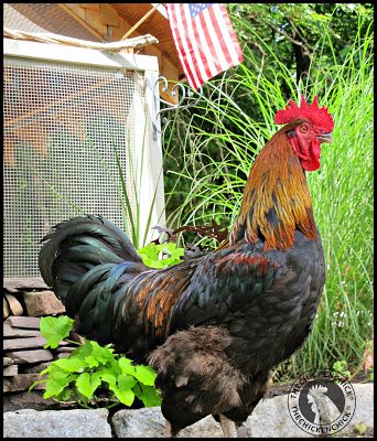 There may be a temptation to believe that aggressive roosters are mean, nasty, bad, evil, hostile, hate people or there was something someone did to cause the unwanted behavior, but none of that is true. There may be a temptation to believe that aggressive roosters are mean, nasty, bad, evil, hostile, hate people or there was something someone did to cause the unwanted behavior, but none of that is true.