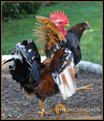 Chickens are prey animals and as such, are naturally wary of novel things and unfamiliar movements as potential threats to their lives. A roosters is constantly on alert for potential incursions into his territory. Chickens are prey animals and as such, are naturally wary of novel things and unfamiliar movements as potential threats to their lives. A roosters is constantly on alert for potential incursions into his territory.