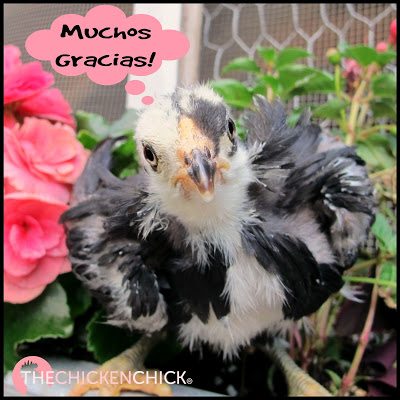 Many thanks! (Araucana chick) Muchos gracias! (Araucana chick)