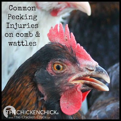 Don't confuse common pecking injuries on combs and wattles for Fowl Pox. Don't confuse common pecking injuries on combs and wattles for Fowl Pox.
