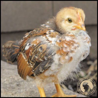 Aggression typically becomes apparent in cockerels when they reach puberty, usually any time after four months old. Sexual maturity ushers in the full dose of testosterone, which may becomes a behavior game changer for some male chickens. Aggression typically becomes apparent in cockerels when they reach puberty, usually any time after four months old. Sexual maturity ushers in the full dose of testosterone, which may becomes a behavior game changer for some male chickens.