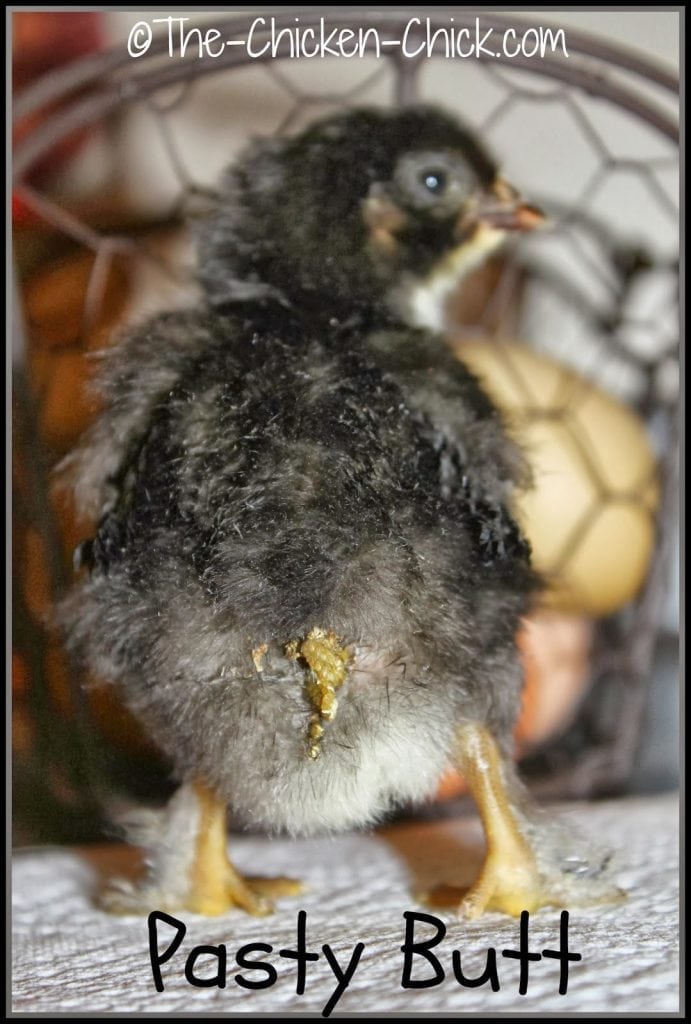 Illustrated Glossary of Essential Chicken Terms The Chicken Chick®