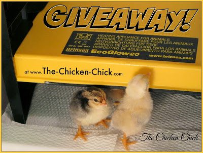 Brinsea Ecoglow Chick Brooder GIVEAWAY at The Chicken Chick® Brinsea Ecoglow Chick Brooder GIVEAWAY at The Chicken Chick®