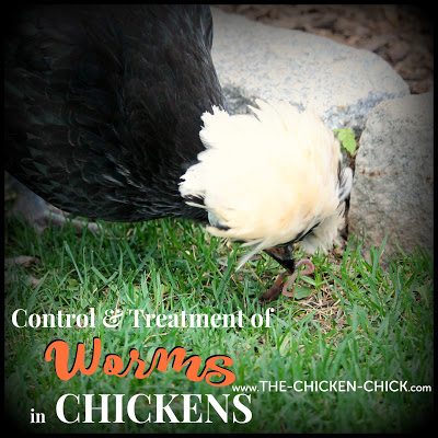 Natural Worm Treatment For Chickens Natural Worm Treatment For Chickens