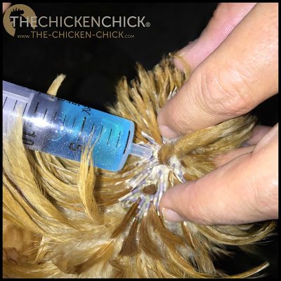 chickens ivermectin repeat bantams