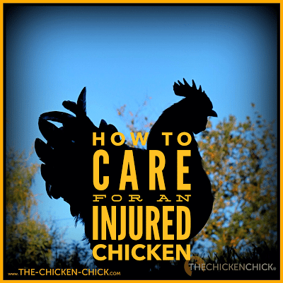 Tips for caring for an injured chicken can be found HERE. Tips for caring for an injured chicken can be found HERE.