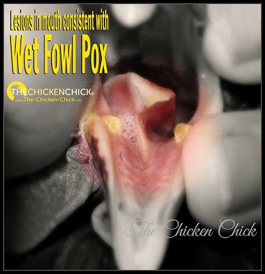 Chickens with fowl pox will often exhibit a drop in egg production, lack of appetite and/or weight loss in addition to the telltale lesions on the skin (dry fowl pox) or lesions inside the mouth and throat (wet fowl pox). Chickens with fowl pox will often exhibit a drop in egg production, lack of appetite and/or weight loss in addition to the telltale lesions on the skin (dry fowl pox) or lesions inside the mouth and throat (wet fowl pox).