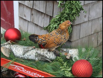 Daisy's (Mille fleur d'Uccle) favorite spot to perch this winter has been the yule log in the wagon. Daisy's (Mille fleur d'Uccle) favorite spot to perch this winter has been the yule log in the wagon.