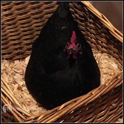 broody hen in lockdown broody hen in lockdown