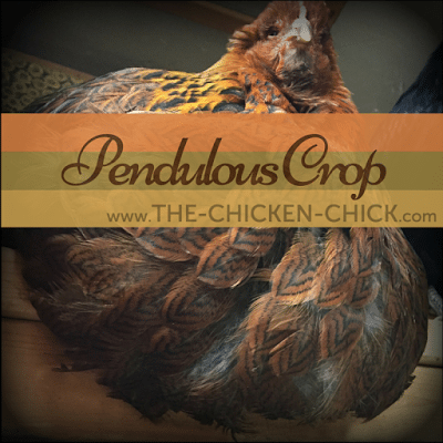 The crop muscle expands when food, water and grit are ingested. In a normal crop, the contents are then moved into the next section of the digestive tract, and the crop shrinks back to its resting size. When the crop muscle loses elasticity and fails to empty and contract to its normal size and shape, it is said to be "pendulous;" when the bird walks, the crop sways back and forth. The crop muscle expands when food, water and grit are ingested. In a normal crop, the contents are then moved into the next section of the digestive tract, and the crop shrinks back to its resting size. When the crop muscle loses elasticity and fails to empty and contract to its normal size and shape, it is said to be "pendulous;" when the bird walks, the crop sways back and forth.
