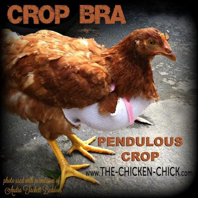 If detected early, in some cases a sling can be fashioned to support the sagging crop muscle. 4" Vetrap used to create gentle, even support can help keep the crop in its proper anatomical position. Chickens with pendulous crop remain at risk for sour crop If detected early, in some cases a sling can be fashioned to support the sagging crop muscle. 4" Vetrap used to create gentle, even support can help keep the crop in its proper anatomical position. Chickens with pendulous crop remain at risk for sour crop