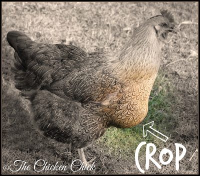 Chicken with a full crop. Chicken with a full crop.