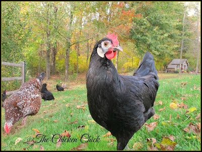 For the most part, chicks and pullets can be purchased from the same sources we'll discuss below. Healthy flocks start with selecting healthy chickens, so it's wise to purchase chickens of any age from a flock or hatchery that participates in The National Poultry Improvement Plan (NPIP). For the most part, chicks and pullets can be purchased from the same sources we'll discuss below. Healthy flocks start with selecting healthy chickens, so it's wise to purchase chickens of any age from a flock or hatchery that participates in The National Poultry Improvement Plan (NPIP).