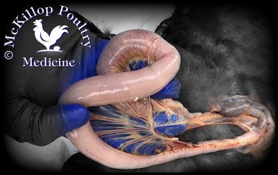 Adding unnecessary supplements to a quality commercial chicken feed can endanger the health and lives of backyard chickens. Adding unnecessary supplements to a quality commercial chicken feed can endanger the health and lives of backyard chickens.