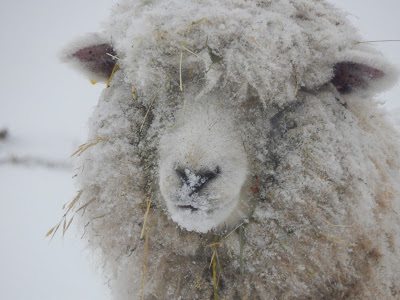 Pasture Happenings in the New Year, shared by Mitten State Sheep and Wool at The Chicken Chick's Clever Chicks Blog Hop Pasture Happenings in the New Year, shared by Mitten State Sheep and Wool at The Chicken Chick's Clever Chicks Blog Hop