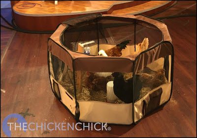 Chicks very naturally take to nipple drinkers, so training isn't an issue- my challenge has always been in finding up a system for holding the drinker inside the brooder, particularly when using a soft-sided brooder such as a puppy playpen or cardboard box. The solution? A tomato cage! Read on for directions to build your own! Chicks very naturally take to nipple drinkers, so training isn't an issue- my challenge has always been in finding up a system for holding the drinker inside the brooder, particularly when using a soft-sided brooder such as a puppy playpen or cardboard box. The solution? A tomato cage! Read on for directions to build your own!