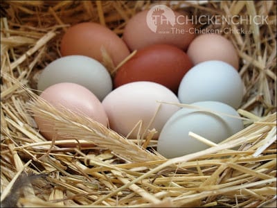 Long strands of clean straw make a lovely, rustic-looking nest for photographing eggs, but straw does not belong in backyard chicken coops for a variety of reasons we'll look at in this article. Long strands of clean straw make a lovely, rustic-looking nest for photographing eggs, but straw does not belong in backyard chicken coops for a variety of reasons we'll look at in this article.