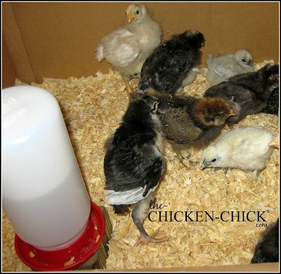 The disadvantages of traditional chick drinkers are that chicks invariably foul the water with poop and litter, which is a recipe for illness and disease. The disadvantages of traditional chick drinkers are that chicks invariably foul the water with poop and litter, which is a recipe for illness and disease.